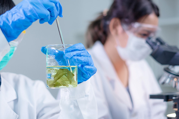 L'usage des algues marines en laboratoire