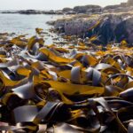 Les bienfaits des algues sur la santé