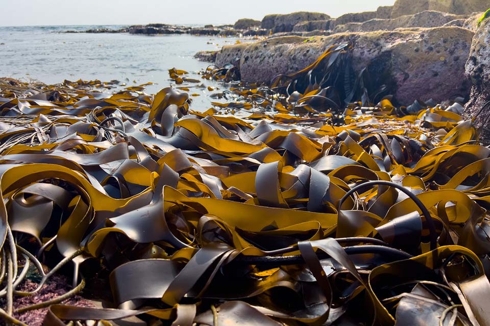 Les bienfaits des algues sur la santé